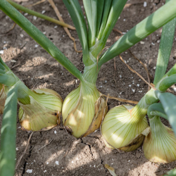 Cebula Bossito F1 250 tyś. nasion st